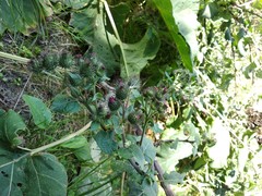 Arctium × nothum