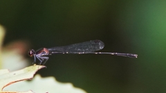 Prodasineura autumnalis