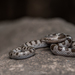 Tanzer’s Night Snake - Photo (c) Cristian Olvera, some rights reserved (CC BY-NC-ND), uploaded by Cristian Olvera