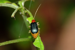 Trichobalya bowringii