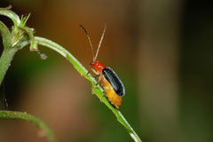 Trichobalya bowringii