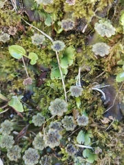 Marchantia polymorpha montivagans