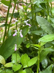 Stachys geobombycis