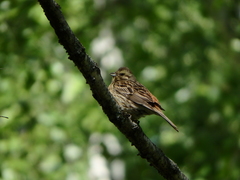 Emberiza citrinella