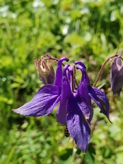 Aquilegia nigricans