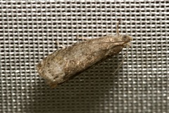 Grapholita funebrana