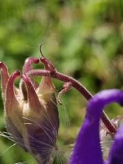 Aquilegia nigricans