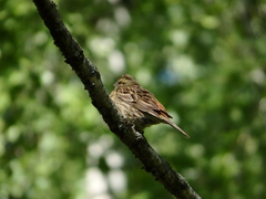 Emberiza citrinella
