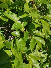 Rhamnus fallax