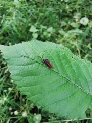 Omalisus fontisbellaquei