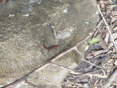 Sphaerodactylus vincenti