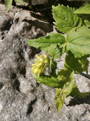 Image of Paederota lutea by (c) Ljaž, some rights reserved (CC BY)