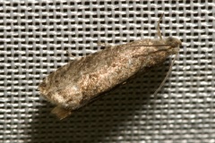 Grapholita funebrana