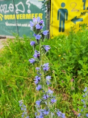 Echium vulgare
