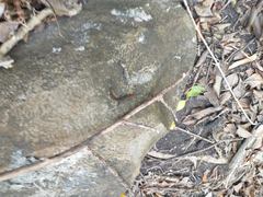 Sphaerodactylus vincenti