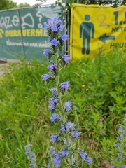 Echium vulgare