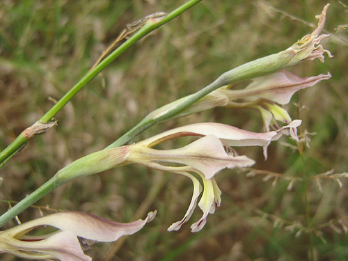 Gladiolus image