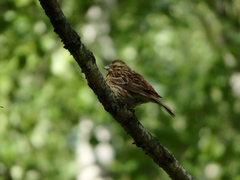 Emberiza citrinella