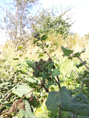 Arctium × nothum