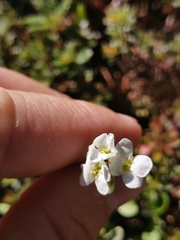 Arabis vochinensis