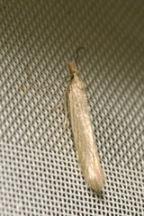 Megacraspedus dolosellus