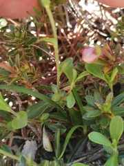 Arabis vochinensis