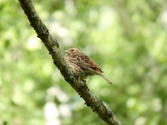 Emberiza citrinella