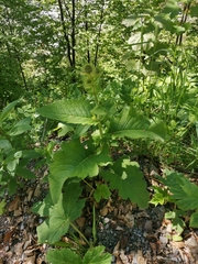 Cirsium carniolicum