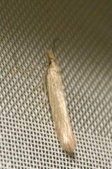 Megacraspedus dolosellus