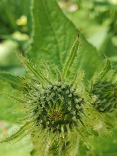 Image of Carnic Thistle (Cirsium carniolicum) by (c) Ljaž, some rights reserved (CC BY)