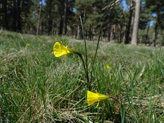 Narcissus bulbocodium