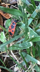 Pyrrhocoris apterus