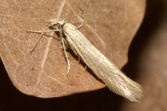 Megacraspedus dolosellus