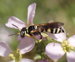 Philanthus pulchellus