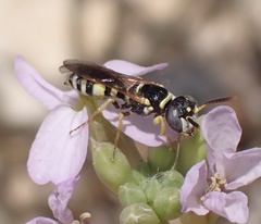 Philanthus pulchellus