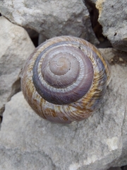 Helix straminea