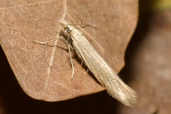 Megacraspedus dolosellus