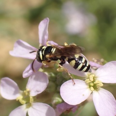 Philanthus pulchellus
