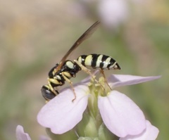 Philanthus pulchellus