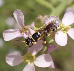 Philanthus pulchellus