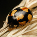 Hieroglyphic Lady Beetle - Photo (c) Алексей Лобанов, some rights reserved (CC BY-NC), uploaded by Алексей Лобанов