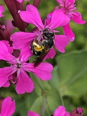 Lasioglossum sexnotatum
