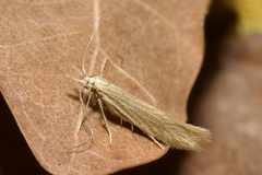 Megacraspedus dolosellus