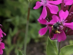 Lasioglossum sexnotatum