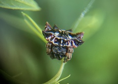 Thelacantha brevispina
