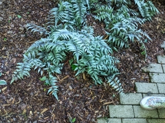 Athyrium niponicum