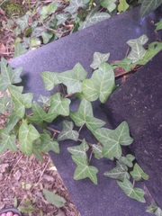 Hedera helix