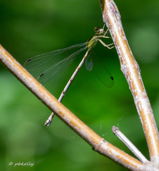 Lestes dryas