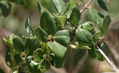 Lonicera subspicata denudata