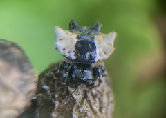 Gasteracantha mediofusca